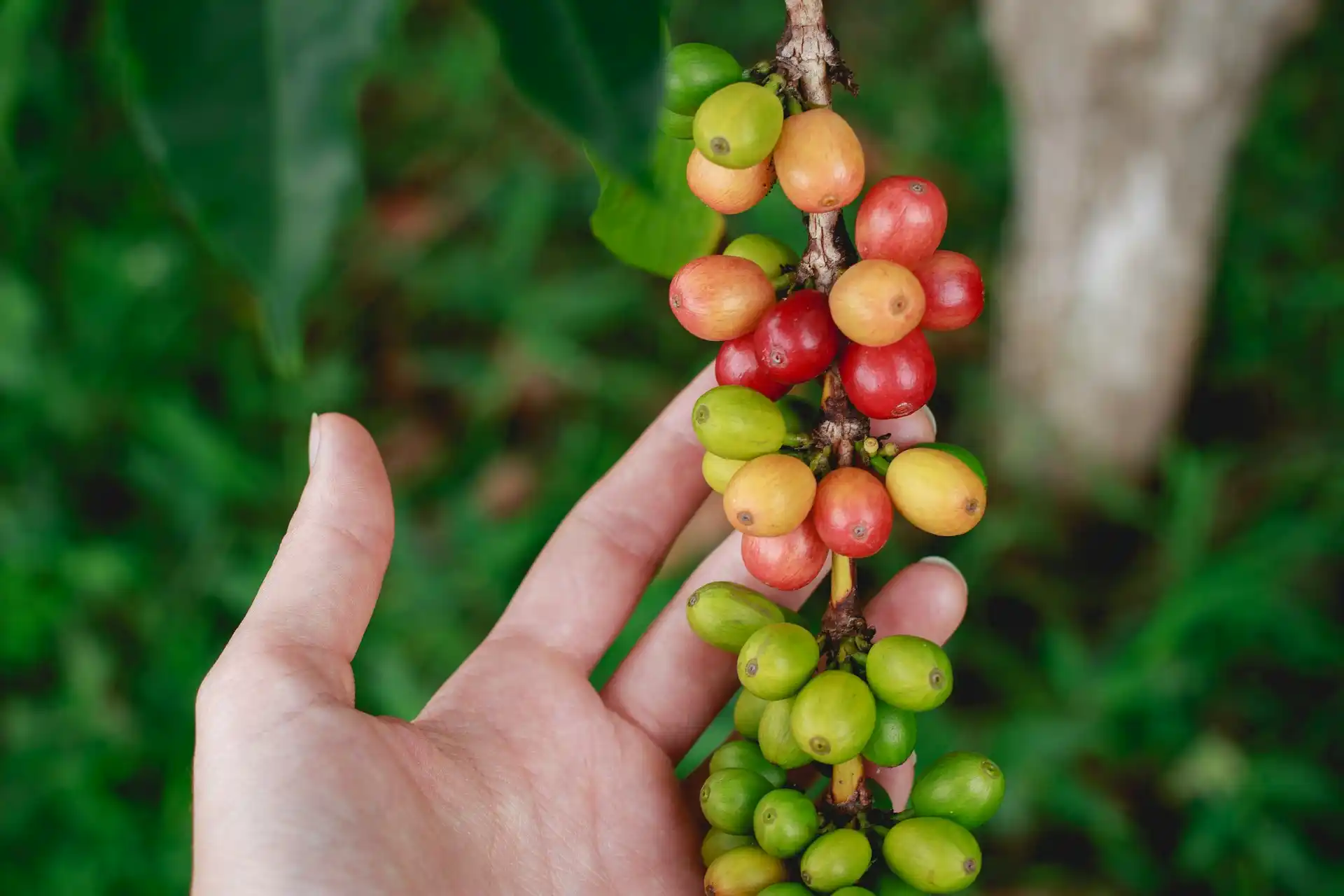 Visite d'une plantation de café et de vanille