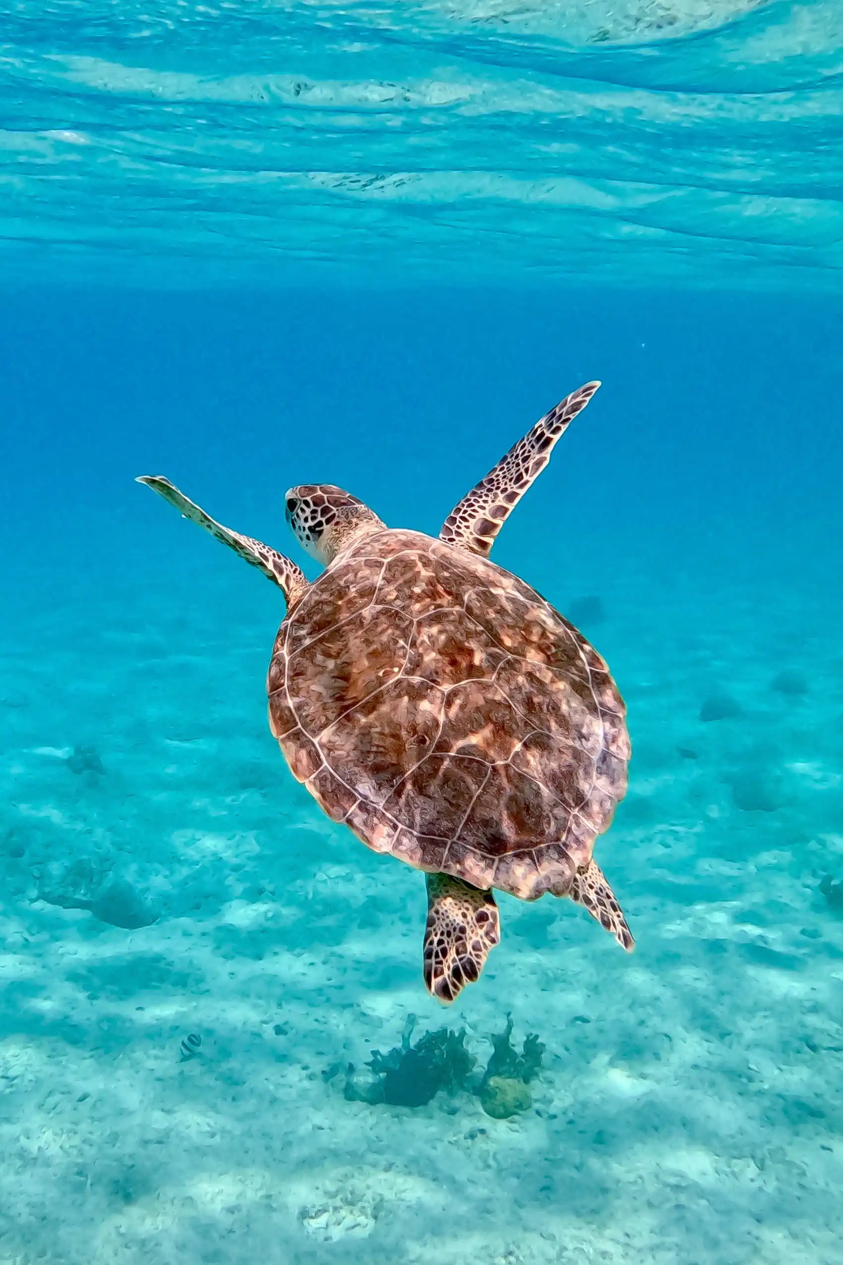 Les fonds sous marins de  Bonaire