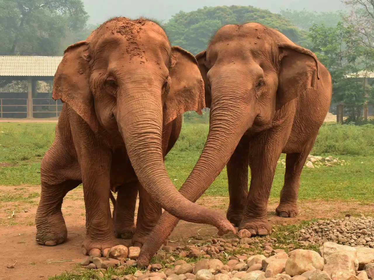 Visite d’un sanctuaire d’éléphants éthique